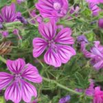 Common Mallow - Malva sylvestris