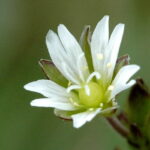 Common Mouse Ear - Cerastium fontanum