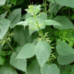 Common Nettle - Urtica dioica