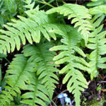 Common Polypody - Polypodium vulgare