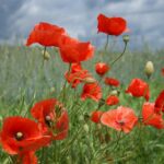 Common Poppy - Papaver rhoeas