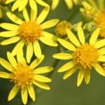 Common Ragwort - Senecio jacobaea