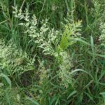 Creeping Bent - Agrostis stolonifera