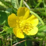 Creeping Buttercup - Ranunculus repens