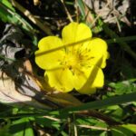 Creeping Cinquefoil - Potentilla reptans