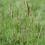 Crested Dog’s tail - Cynosurus cristatus