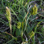 Crested Hairgrass - Koeleria macrantha