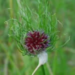 Crow-garlic - Allium vineale