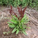 Curled Dock-Rumex crispus