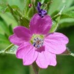 Cut-leaved Crane’s-bill - Geranium dissectum