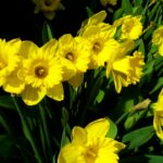 Daffodills - Narcissus pseudonarcissus