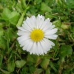 Daisy - Bellis perennis