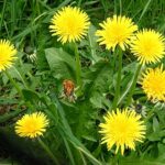 Dandelion - Taraxacum officinale