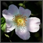 Dog Rose - Rosa canina