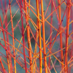 Dogwood - Cornus sanguinea