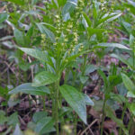 Dog’s Mercury - Mercuralis perennis