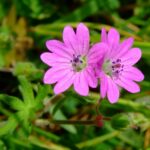 Dove’s foot Crane’s-bill - Geranium molle