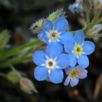 Early Forgetmenot = Myosotis ramosissima