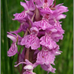 199 Plant Species Recorded at Hooe Quarry