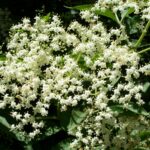 Elder - Sambucus nigra