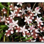 English Stonecrop - Sedum anglicum