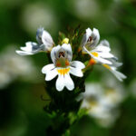 Eyebright - species Euphrasia