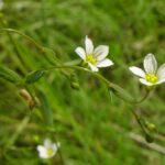 Fairy Flax - Linum catharticum