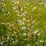 False Oat Grass - Arrhenatherum elatius