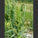 Fern-grass - Catapodium rigidum