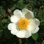 Field Rose - Rosa arvensis