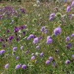 Field Scabious - Knautia arvensis