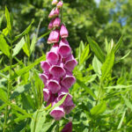 Foxglove - Digitalis purpurea