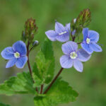 Germander - Veronica chamaedrys