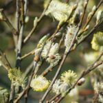 Goat Willow - Salix caprea