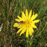 Goat’s-beard - Tragopogon pratense