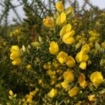 Gorse - Ulex europaea