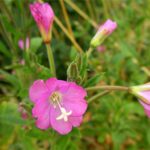 Great Willowherb - Epilobium hirstum