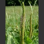 Greater Plantain - Plantago major