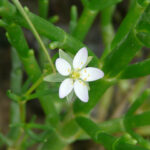 Greater Sea Spurrey - Spergularia media