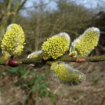 Grey Willow - Salix cinerea