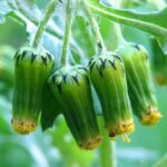 Groundsel - Senecio vulgaris