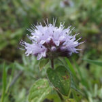 Gypsywort - Lycopus europaeus