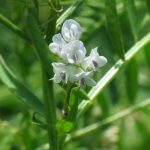 Hairy Tare - Vicia hirsuta