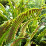 Hart’s Tongue - Phyllitis scolopendrium