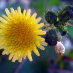 Hawkweed - Hieracium