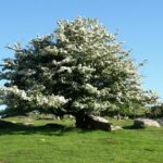 Hawthorn - Crataegus monogyna