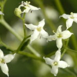 Hedge Bedstraw - Galium mullugo