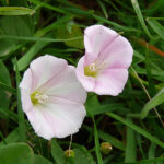 Hedge Bindweed - Calystegia sepium