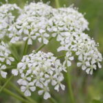 Hemlock - Conium maculatum