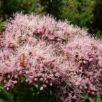 Hemp Agrimony - Eupatorium cannabinum